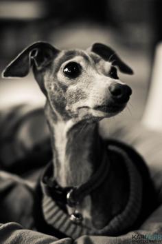 Adorable Iggy