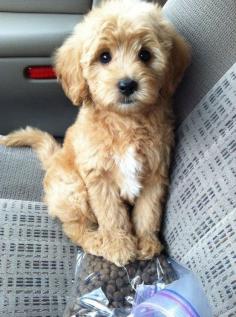 "Take me with you?"  Hahaha this is what Bella is like when I drop her off at the vet!!