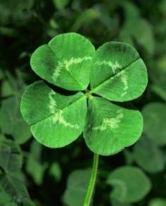 4 leaf clover