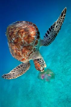 Green Turtle eating Jellyfish - Dimakya Island, Philippines