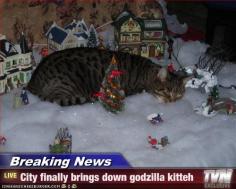 Breaking News - City finally brings down godzilla kitteh