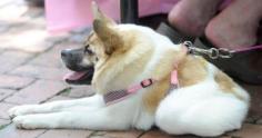 Unusual dog wins the hearts of Internet fans