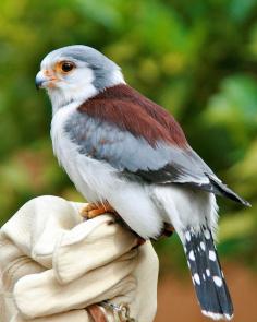 Pygmy Falcon