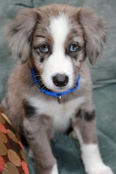 Everest the Australian Shepherd / Border Collie. Oh my goodness!
