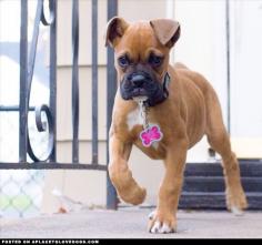 New Family Boxer