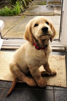 golden retriever puppy