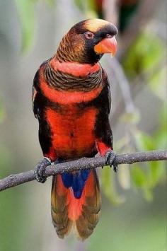 Dusky Lory