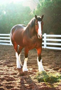 Clydesdale
