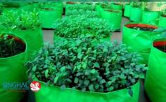 Grow Bags Manufacturers - Singhal Industries