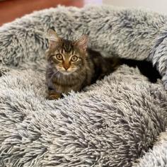 Just take a peek at how adorable this cat bed looks, and the comfort level is off the charts. My cat is absolutely in love with it!

