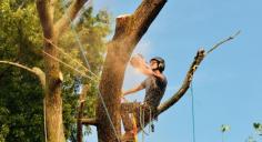 Trying to undertake any kind of tree removal eastern suburbs Sydney, tree lopping or hedging without the assistance of a professional arborist can be dangerous and risky. A professional arborist is an individual who has been qualified in arboriculture and trained to undertake tree maintenance, treatment, and removals. At Branch Out Tree Specialists, our arborists are passionate about their work and will go above and beyond to meet your needs.