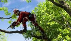 Removing a tree sounds simple until it's leaning over your home, powerline, or pool. That's why Branch Out Tree Specialists offer strategic, compliant tree removal in Willoughby that meets local council rules and the highest safety standards. We assess each tree carefully, examining root structure, trunk integrity, and nearby hazards before work begins. If approvals or tree permits are required, we guide you through the process to avoid delays or penalties.