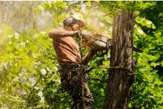 At Branch Out Tree Specialists, we understand that every tree is unique and value the life and beauty they bring to our surroundings. In addition to enhancing your curb appeal, our Arborist Sydney team ensures your trees are well-maintained to support long-term property value. With expert care and regular maintenance, healthy trees can provide substantial returns, while neglected trees may become costly liabilities.