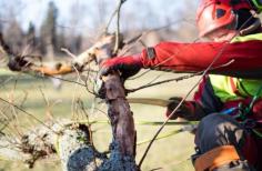 If you’re looking into tree pruning Sydney, talk to the friendly team at Branch Out Tree Specialists! With over 15 years of industry experience, our qualified arborists have the tools and skills to assist with all types of trees. Whether it’s small tree pruning Sydney or a large tree removal, Branch Out Tree Specialists will provide quality results, clear communication and friendly service with every job. Along with improving the safety and appearance of your home, our specialists understand the importance of restoring and preserving trees for future generations. As a result, this is why we strive to be the industry leaders in tree sustainability. We have the right tools and knowledge to make informed decisions about the correct process for your trees and ground. In fact, we will even provide you with an in-depth tree analysis and supply inspection reports to ensure health tree sustainability and growth.