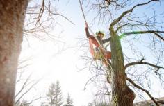 The team at Branch Out Tree Specialists are the experts in tree removal North Shore! With over 15+ years of experience in arboriculture, our team can assist with all kind of tree removals – no matter how big or small. We are passionate about the restoration and conservation of Sydney’s trees, gardens and lifestyle blocks. As a result, this is why time and time again, we are recognised as the leaders in quality tree management in Sydney. We’ve got the right tools and knowledge to make informed decisions about the correct process of your trees and grounds. Not only that, we also provide all customers with an in-depth tree analysis and inspection reports to ensure healthy tree sustainability and growth, while keeping you informed every step of the way.