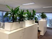 Corporate Plant Hire Melbourne – Enhance Your Workplace with Greenery

Boost workplace style and productivity with our premium Corporate Plant Hire Melbourne services. We provide a wide selection of elegant indoor plants, modern planters, and full maintenance to keep your office looking fresh and professional. Flexible hire packages tailored for businesses of all sizes. Create a healthier, welcoming workspace with hassle-free plant hire today!

Our Other Service:-

Plant Hire
Plant Hire Clayton
Plant Hire In Clayton
Plants For Hire
Office Plant Hire In Melbourne
Indoor Plant Hire In Melbourne
Corporate Plant Hire
Office Plants For Hire
Indoor Plant Rental Victoria
Indoor Plant Rental In Melbourne
Indoor Plant Rental Melbourne
Indoor Plant Hire Melbourne
Indoor Plants Hire
Corporate Plant Service Melbourne
Office Plant Hire Melbourne
Melbourne Plant Hire
Corporate Plant Service
Plant Hire Melbourne
Plants For Hire Melbourne
Corporate Plant Hire Melbourne
Event Plant Hire
Event Plant Hire Melbourne
Indoor Office Plants Melbourne
Plant Hire In Melbourne
Office Plants Melbourne
Melbourne Indoor Plants
Ficus Lyrata Melbourne
Best Indoor Plants Melbourne
office plants
Office Planter Boxes
Indoor Plants Maintenance
Best Indoor Plants
