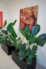 Professional Plant Hire for Offices, Events & Homes
Enhance your space with our flexible Plant Hire services! We offer a wide range of indoor and outdoor plants for offices, events, homes, and commercial venues. Short-term and long-term hire available with delivery, installation, and maintenance included. Get in touch today for affordable green solutions!
Our Other Service:-
Plant Hire
Plant Hire Clayton
Plant Hire In Clayton
Plants For Hire
Office Plant Hire In Melbourne
Indoor Plant Hire In Melbourne
Corporate Plant Hire
Office Plants For Hire
Indoor Plant Rental Victoria
Indoor Plant Rental In Melbourne
Indoor Plant Rental Melbourne
Indoor Plant Hire Melbourne
Indoor Plants Hire
Corporate Plant Service Melbourne
Office Plant Hire Melbourne
Melbourne Plant Hire
Corporate Plant Service
Plant Hire Melbourne
Plants For Hire Melbourne
Corporate Plant Hire Melbourne
Event Plant Hire
Event Plant Hire Melbourne
Indoor Office Plants Melbourne
Plant Hire In Melbourne
Office Plants Melbourne
Melbourne Indoor Plants
Ficus Lyrata Melbourne
Best Indoor Plants Melbourne
office plants
Office Planter Boxes
Indoor Plants Maintenance
Best Indoor Plants