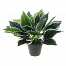Install Small Artificial Plants for Big Impact
Add charm to your space with Small Artificial Plants from Designer Plants. Even smaller homes, gardens, and offices can enjoy the charm of greenery with our wide range of lifelike, low-maintenance small artificial plants. Our extensive collection includes vibrant blooming plant, chic cactus arrangement, or elegant trailing ivy – there's something to match every room decor.


Popular Picks:

Artificial Hydrangeas for a pop of colour.
Compact Snake Plants for minimalist elegance.
Flowering Tulips for cheerful vibes.
Why Choose Our Small Artificial Plants?
Realistic Designs: Vibrant and botanically accurate.
Low Maintenance: No watering or sunlight needed.
Versatile Styles: From blooming flowers to lush greenery.
Eco-Friendly: Safe and recyclable materials.

Transform your home or office with small artificial plants — easy to style, stunning to see. Ideal for adding that extra touch to any space, these plants can be placed anywhere you want to brighten things up no sunlight or watering required. Perfect for shelves, desks, or cosy corners, our lifelike plants are designed to complement any home’s style and vibe. Explore our collection of small fake plants!


Visit today to browse through our collection! Shop now for fast delivery Australia-wide!