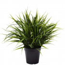 Brighten Up Your Space with Stunning Plant Walls
Upgrade any room or garden with Designer Plants’ premium Plant Wall collection! Stylish, durable, and maintenance-free, these artificial vertical gardens bring natural beauty to any space. They're a simple and stylish way to bring a fresh, vibrant look to your home or garden, creating an eye-catching feature that’s full of impact.


Why Choose Designer Plants?
High-quality, UV-resistant materials
Realistic Plant Wall designs for indoor or outdoor use
Easy DIY installation for instant greenery
Eco-friendly, fire-tested & family-safe

Effortlessly add elegance to your home, office, or event with our wide range of plant walls. Transform any space in a snap with our gorgeous range of artificial vertical garden panels and UV-resistant green walls. Start creating your dream space today! Enjoy fast delivery across Australia!


Search Online “Designer Plants” & visit the website for more information on this.