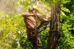 There are a number of advantages to hiring an arborist Sydney. Firstly, arborists are trained professional, which means they understand the art and science behind proper tree maintenance and care. At Branch Out Tree Specialists, we understand that every tree is unique and respect the vitality they provide us. In addition to improving your curb appeal, trees can also add or decrease the value of your property. With proper tree care and maintenance, this can result in substantial returns and add value to our property, whereas poorly maintained trees can be a significant liability.