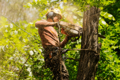 There are a number of advantages to hiring an arborist  in Sydney. Firstly, arborists are trained professional, which means they understand the art and science behind proper tree maintenance and care. At Branch Out Tree Specialists, we understand that every tree is unique and respect the vitality they provide us. In addition to improving your curb appeal, trees can also add or decrease the value of your property. With proper tree care and maintenance, this can result in substantial returns and add value to our property, whereas poorly maintained trees can be a significant liability.  Visit us here.