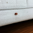 Bed Bug Control Melbourne: Protecting Your Home from Hidden Pests
Bed bugs are one of the most frustrating pests homeowners can face. These tiny insects hide in mattresses, furniture, and small cracks around the home, making them difficult to detect and remove. Over the past few years, many households have reported increasing bed bug problems, which is why professional bed bug control Melbourne services have become essential for maintaining a clean and comfortable home.
Bed bugs feed on human blood and are usually active at night while people are sleeping. Although they do not spread diseases, their bites can cause itching, discomfort, and disturbed sleep. Because bed bugs multiply quickly, early detection and professional treatment are important to prevent a small problem from becoming a major infestation.
What Are Bed Bugs?
Bed bugs are small, flat insects that are reddish-brown in colour. They are usually about the size of an apple seed and can easily hide in tiny spaces. Common hiding spots include mattresses, bed frames, furniture joints, wall cracks, carpets, and electrical outlets.
One of the biggest challenges with bed bugs is that they are difficult to see during the day. Many people only realise they have an infestation after noticing bites on their skin or small blood spots on bedding.
Professional bed bug control Melbourne services help identify and eliminate these pests before they spread throughout the home.
Signs of a Bed Bug Infestation
Recognising the signs of bed bugs early can help you take action quickly. Some common signs that may indicate the need for bed bug control Melbourne include:
Small red bites on the skin, often appearing in clusters
Blood stains or dark spots on mattresses and sheets
A musty or unpleasant smell in heavily infested areas
Tiny shed skins or eggs in mattress seams or furniture
If you notice any of these signs, it is important to contact a professional pest control company as soon as possible.
Why Bed Bugs Spread Quickly
Bed bugs can easily spread from one place to another. They often travel through luggage, clothing, furniture, and bedding. Hotels, public transportation, and shared living spaces are common locations where bed bugs may be picked up and brought into homes.
Once inside a property, bed bugs reproduce rapidly. A single female bed bug can lay hundreds of eggs during its lifetime. Because of this rapid reproduction, professional bed bug control Melbourne services are usually necessary to completely eliminate the infestation.
Why DIY Methods Often Fail
Many homeowners try to remove bed bugs using household sprays or cleaning methods. While these methods may reduce some visible bugs, they rarely eliminate the entire infestation.
Bed bugs hide deep inside furniture, walls, and mattress seams where common treatments cannot reach. Without professional equipment and expertise, it can be extremely difficult to remove all bed bugs and their eggs.
Professional bed bug control Melbourne services use specialised treatment methods designed to target bed bugs at all stages of their life cycle.
Professional Bed Bug Treatment
Professional pest control technicians begin by performing a detailed inspection of the property to locate bed bug hiding spots. Once the infestation areas are identified, targeted treatments are applied to eliminate the pests.
Experts providing bed bug control Melbourne may use a combination of methods such as chemical treatments, heat treatments, and monitoring techniques. These methods are designed to eliminate both adult bed bugs and their eggs.
Follow-up inspections are often recommended to ensure the infestation has been completely removed.
Preventing Future Bed Bug Infestations
After treatment, it is important to take preventive steps to avoid future infestations. Regular cleaning and inspection of mattresses, bedding, and furniture can help detect bed bugs early.
Other prevention tips include:
Inspecting luggage after travelling
Washing bedding and clothing in hot water
Avoiding second-hand furniture without proper inspection
Using mattress protectors to reduce hiding places
These simple precautions can help reduce the risk of bed bugs returning to your home.
Bed Bug Control Services by T47 Pest Control
If you suspect bed bug activity in your home, it is important to seek professional help quickly. T47 Pest Control offers reliable bed bug control Melbourne services designed to eliminate infestations safely and effectively.
Their experienced technicians use advanced pest control methods to identify bed bug hiding spots and apply targeted treatments. By focusing on both removal and prevention, T47 Pest Control helps homeowners protect their properties from recurring infestations.
Bed bugs can disrupt daily life and cause significant discomfort if left untreated. Because these pests spread quickly and hide in hard-to-reach places, professional bed bug control Melbourne services are often the most effective solution.
With expert help from companies like T47 Pest Control, homeowners can eliminate bed bug infestations and restore a clean, comfortable living environment. Early detection, proper treatment, and preventive measures are the keys to keeping your home bed bug-free.