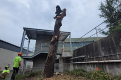 Branch Out Tree Specialists provides professional tree removal that Lindfield residents & businesses can rely on for careful, well-planned work on every site. We bring more than 15 years of arboriculture experience to Sydney properties and understand how local trees behave around homes, driveways, and shared boundaries. Our team focuses on safety, clear communication, and respect for your garden, so you feel confident from the first phone call through to the final sweep-up. Our company was founded in 2019 with a genuine commitment to preserving and nurturing Sydney’s trees, not just cutting them down. We operate from our base in Bondi and support homeowners, strata managers, and commercial clients who want practical solutions that still value the role of trees in the landscape. Every tree removal in Lindfield starts with an honest assessment and a clear explanation of your options, so you can make informed decisions that balance safety, amenity, and long-term plans for your property.