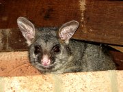 Safe Possum Removal in Melbourne with Proper Inspection and Prevention
With possum removal in Melbourne, it’s not just about taking the animal out. It starts with checking where it’s getting in and how long it’s been there.
At Stress Free Pest Control, we handle possum control in Melbourne by locating entry points, carrying out safe removal, and sealing access areas so they don’t return. Roof spaces, vents, and gaps are all checked properly.
It’s a straightforward process when done right.
If you’ve noticed signs, getting it looked at early can save a lot of hassle later. Call our team today!