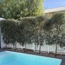 Get the Perfect Faux Olive Tree for Your Decor
With its silvery foliage, gnarled trunk, and structured form, the faux olive tree is a highly sought-after element in contemporary design, both indoors and out. Its versatile aesthetic complements a broad spectrum of styles, from Mediterranean and coastal to modern minimalist and Hamptons-inspired interiors. For settings across Australia, Designer Plants presents a collection of artificial olive trees renowned for their verisimilitude and superior construction quality.
To accommodate various spatial configurations, flexible branches permit effortless shaping and styling
For enduring placements in patios, courtyards, and gardens, UV-stabilised outdoor variants are available
The entire assortment of artificial olive trees is crafted from materials that are safe for pets and families
To fit everything from compact balconies to grand entranceways, multiple heights are offered
These synthetic trees demand no soil, watering, leaf removal, or pruning. They are delivered in perfect condition and maintain their appearance without any upkeep.
Explore the complete selection of faux olive trees and contact us for bespoke project pricing.