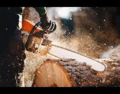 Founded in 2019, Branch Out Tree Specialists was created from a deep respect for Sydney’s green spaces. With over 15 years of experience in arboriculture, our team combines technical skill with genuine care for the environment. From pruning and maintenance to removals and assessments, every service is delivered with professionalism and precision. Led by owner James Vineall, we pride ourselves on sustainable solutions, transparent communication, and dependable results. Based in Bondi, we work across Sydney’s metro regions, helping homeowners and businesses maintain safe, beautiful outdoor spaces that thrive for generations to come.