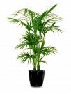 Office Plants for Hire – Transform Your Workspace Today
Discover premium office plants for hire to create a healthier, more productive workplace. Add style and greenery to your office with professionally maintained indoor plants, ideal for businesses, corporate offices, and commercial spaces of all sizes.
Our Other Service
office plants
melbourne indoor plants
Indoor Plants Melbourne
Indoor Plant Hire
Office Plant Hire
Plant Hire Melbourne
office indoor plants
Indoor Plant Hire Melbourne
indoor plant rental
indoor plant pots melbourne
Office Plant Hire Melbourne
Office plants melbourne
Indoor Office Plants Melbourne
Indoor Plant Rental Melbourne
corporate plants Melbourne
Indoor office plant Melbourne
office plants for hire
Hire Plants Melbourne
indoor plants for hire
indoor plants hire
Melbourne Plant Hire
Plants for hire melbourne
event plant hire melbourne
Office Indoor Plant Hire Melbourne
best indoor plants hire melbourne
Best Indoor Plants hire
best indoor plant hire services in Melbourne
corporate plant hire Melbourne
plant hire services melbourne
indoor planters melbourne