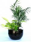 Indoor Plant Hire Melbourne for Offices & Commercial Spaces
Looking for reliable Indoor Plant Hire Melbourne services? Transform your workplace with vibrant indoor plants that enhance aesthetics, improve air quality, and create a welcoming environment. Professional plant hire solutions tailored for offices, retail stores, and commercial spaces across Melbourne.
Our Other Service
office plants
melbourne indoor plants
Indoor Plants Melbourne
Indoor Plant Hire
Office Plant Hire
Plant Hire Melbourne
office indoor plants
Indoor Plant Hire Melbourne
indoor plant rental
indoor plant pots melbourne
Office Plant Hire Melbourne
Office plants melbourne
Indoor Office Plants Melbourne
Indoor Plant Rental Melbourne
corporate plants Melbourne
Indoor office plant Melbourne
office plants for hire
Hire Plants Melbourne
indoor plants for hire
indoor plants hire
Melbourne Plant Hire
Plants for hire melbourne
event plant hire melbourne
Office Indoor Plant Hire Melbourne
best indoor plants hire melbourne
Best Indoor Plants hire
best indoor plant hire services in Melbourne
corporate plant hire Melbourne
plant hire services melbourne
indoor planters melbourne