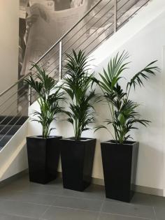 Indoor Plant Rental Victoria – Stylish Greenery for Any Space
Enhance your workplace or commercial environment with professional Indoor Plant Rental Victoria services. Choose from a wide range of beautifully maintained indoor plants and planters to create a fresh, welcoming atmosphere in offices, retail stores, and business spaces across Victoria.
Our Other Service:-
Plant Hire
Plant Hire Clayton
Plant Hire In Clayton
Plants For Hire
Office Plant Hire In Melbourne
Indoor Plant Hire In Melbourne
Corporate Plant Hire
Office Plants For Hire
Indoor Plant Rental Victoria
Indoor Plant Rental In Melbourne
Indoor Plant Rental Melbourne
Indoor Plant Hire Melbourne
Indoor Plants Hire
Corporate Plant Service Melbourne
Office Plant Hire Melbourne
Melbourne Plant Hire
Corporate Plant Service
Plant Hire Melbourne
Plants For Hire Melbourne
Corporate Plant Hire Melbourne
Event Plant Hire
Event Plant Hire Melbourne
Indoor Office Plants Melbourne
Plant Hire In Melbourne
Office Plants Melbourne
Melbourne Indoor Plants
Ficus Lyrata Melbourne
Best Indoor Plants Melbourne
office plants
Office Planter Boxes
Indoor Plants Maintenance
Best Indoor Plants
