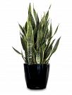 Premium Indoor Planters Melbourne for Homes & Offices
Enhance your interiors with stylish indoor planters Melbourne solutions. Discover premium planters perfect for offices, homes, retail spaces, and commercial environments. Create a greener, more inviting atmosphere with high-quality indoor planter options designed to complement any decor.
Our Other Service
office plants
melbourne indoor plants
Indoor Plants Melbourne
Indoor Plant Hire
Office Plant Hire
Plant Hire Melbourne
office indoor plants
Indoor Plant Hire Melbourne
indoor plant rental
indoor plant pots melbourne
Office Plant Hire Melbourne
Office plants melbourne
Indoor Office Plants Melbourne
Indoor Plant Rental Melbourne
corporate plants Melbourne
Indoor office plant Melbourne
office plants for hire
Hire Plants Melbourne
indoor plants for hire
indoor plants hire
Melbourne Plant Hire
Plants for hire melbourne
event plant hire melbourne
Office Indoor Plant Hire Melbourne
best indoor plants hire melbourne
Best Indoor Plants hire
best indoor plant hire services in Melbourne
corporate plant hire Melbourne
plant hire services melbourne
indoor planters melbourne