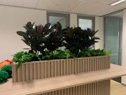 Corporate Plant Hire Melbourne – Premium Indoor Plant Services
Looking for professional Corporate Plant Hire Melbourne services? We supply high-quality indoor plants, designer planters, expert installation, and ongoing maintenance for offices, commercial buildings, and corporate spaces. Enhance your workplace with beautiful greenery and flexible plant hire solutions. Contact us today for a free consultation.